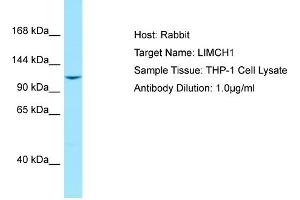Host: RabbitTarget Name: LIMCH1Antibody Dilution: 1. (LIMCH1 anticorps  (C-Term))