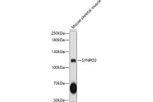 Western blot analysis of extracts of mouse skeletal muscle, using SYNPO2 antibody  at 1:3000 dilution. (SYNPO2 anticorps  (AA 1-300))