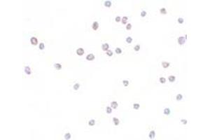 Immunohistochemistry (IHC) image for anti-Zinc Finger E-Box Binding Homeobox 2 (ZEB2) (C-Term) antibody (ABIN1030819) (ZEB2 anticorps  (C-Term))