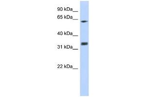 WB Suggested Anti-GNB2L1 Antibody Titration:  0. (GNB2L1 anticorps  (N-Term))