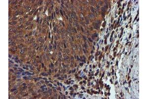 Image no. 3 for anti-Complement Component 1, S Subcomponent (C1S) antibody (ABIN1497565) (C1S anticorps)