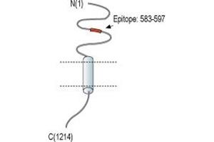 Representative domain view of the target of ABIN7043369.