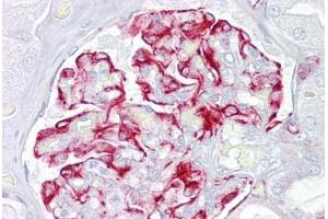 Anti-ACVR1 antibody IHC staining of human kidney.