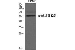 Western Blot (WB) analysis of specific cells using Phospho-Akt1 (S129) Polyclonal Antibody.