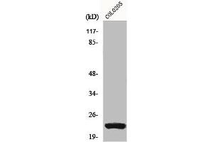 Western Blot analysis of COLO205 cells using NEEP21 Polyclonal Antibody (NSG1 anticorps  (Internal Region))