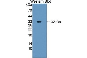 Detection of Recombinant RSPO3, Human using Polyclonal Antibody to R-Spondin 3 (RSPO3) (R-Spondin 3 anticorps  (AA 22-272))