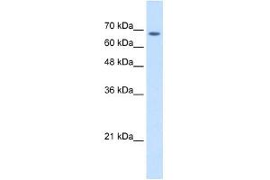 TM9SF1 antibody used at 2. (TM9SF1 anticorps  (Middle Region))