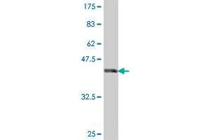Western Blot detection against Immunogen (38.