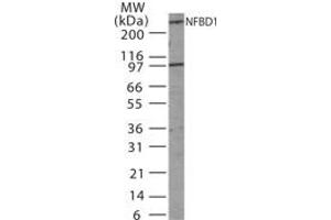 Image no. 1 for anti-Mdc1 (MDC1) (AA 871-888) antibody (ABIN233189) (MDC1 anticorps  (AA 871-888))