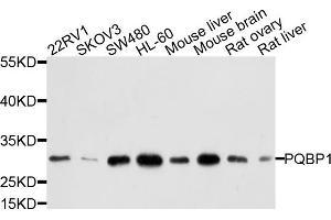 Western blot analysis of extracts of various cell lines, using PQBP1 antibody. (PQBP1 anticorps)
