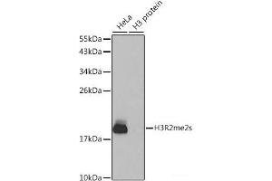 Western blot analysis of extracts of various cell lines using Symmetric DiMethyl-Histone H3-R2 Polyclonal Antibody. (Histone 3 anticorps  (H3R2me2s))