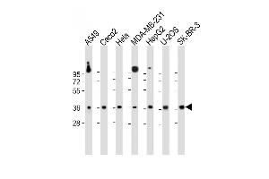 All lanes : Anti-GATSL2 Antibody (N-term) at 1:1000 dilution Lane 1: A549 whole cell lysate Lane 2: Caco2 whole cell lysate Lane 3: Hela whole cell lysate Lane 4: MDA-MB-231 whole cell lysate Lane 5: HepG2 whole cell lysate Lane 6: U-2OS whole cell lysate Lane 7: SK-BR-3 whole cell lysate Lysates/proteins at 20 μg per lane. (GATSL2 anticorps  (N-Term))