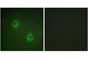 Immunofluorescence analysis of COS7 cells, using APC1 (Phospho-Ser688) Antibody. (APC1 anticorps  (pSer688))