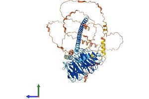 AlphaFold protein structure predicition of Human Recombinant STRN4 Protein, UniprotID Q9NRL3