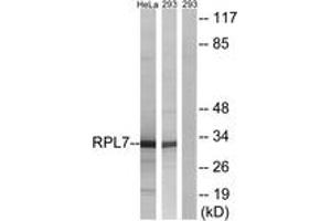 Western blot analysis of extracts from 293/HeLa cells, using RPL7 Antibody. (RPL7 anticorps  (AA 199-248))