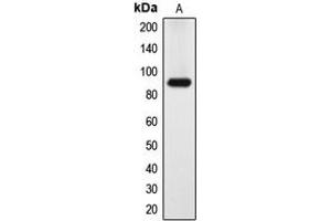 Western blot analysis of DYRK1A expression in HeLa (A) whole cell lysates. (DYRK1A anticorps  (N-Term))