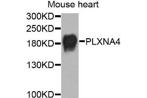 Western blot analysis of extracts of mouse heart, using PLXNA4 antibody (ABIN6003699) at 1/1000 dilution. (Plexin A4 anticorps)