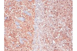 KCNQ4 Immunohistochemistry.