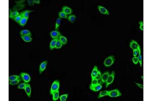 Immunofluorescent analysis of HepG2 cells using ABIN7163181 at dilution of 1:100 and Alexa Fluor 488-congugated AffiniPure Goat Anti-Rabbit IgG(H+L)