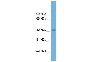 CGRRF1 antibody used at 1 ug/ml to detect target protein. (CGR19 anticorps  (Middle Region))