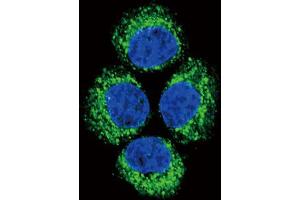 Immunofluorescence (IF) image for anti-Glutaminase (GLS) antibody (ABIN2930781)