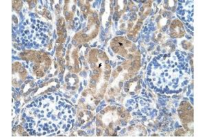 LRPAP1 antibody was used for immunohistochemistry at a concentration of 4-8 ug/ml to stain Epithelial cells of renal tubule (arrows) in Human Kidney. (LRPAP1 anticorps  (C-Term))