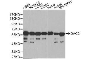 Western blot analysis of extracts of various cell lines, using HDAC2 antibody (ABIN1872954) at 1:1000 dilution. (HDAC2 anticorps)