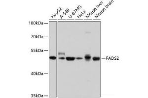 Western blot analysis of extracts of various cell lines using FADS2 Polyclonal Antibody at dilution of 1:1000.