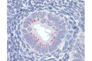 Anti-SFRP1 antibody IHC of human uterus. (SFRP1 anticorps  (AA 171-183))