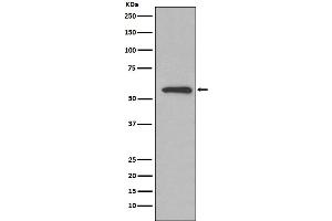 Western blot analysis of Glucose 6 phosphate isomerase expression in HeLa cell lysate.
