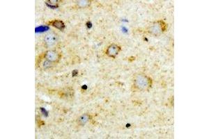 Immunohistochemical analysis of NFU1 staining in mouse brain formalin fixed paraffin embedded tissue section. (NFU1 anticorps)