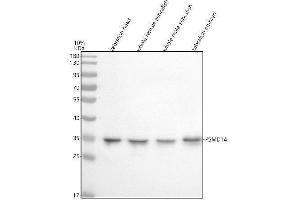 Western blot analysis of PSMD14 using anti-PSMD14 antibody (AZA3KNN5).