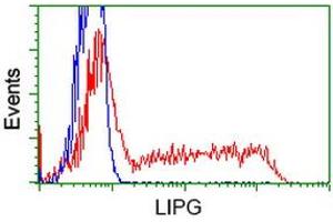 Image no. 3 for anti-Lipase, Endothelial (LIPG) antibody (ABIN1499162) (LIPG anticorps)