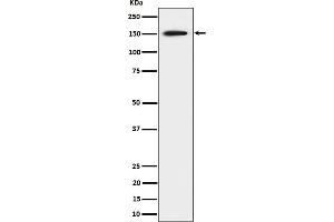 Western blot analysis of SAFB expression in 293 cell lysate.