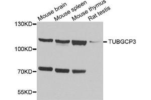 Western blot analysis of extract of various cells, using TUBGCP3 antibody. (TUBGCP3 anticorps)