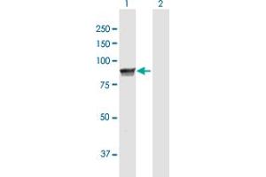 Western Blot analysis of MPP5 expression in transfected 293T cell line by MPP5 MaxPab polyclonal antibody.