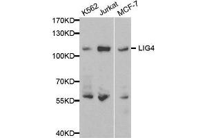 Western blot analysis of extracts of various cell lines, using LIG4 antibody. (LIG4 anticorps  (AA 612-911))