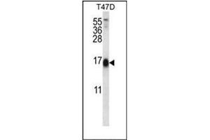 Western blot analysis of SKA2 Antibody (N-term) in T47D cell line lysates (35ug/lane). (FAM33A anticorps  (N-Term))