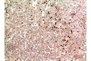 Immunohistochemistry (IHC) analysis of paraffin-embedded Human Liver, antibody was diluted at 1:100. (Thrombopoietin anticorps  (Internal Region))