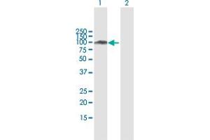 Western Blot analysis of SATB1 expression in transfected 293T cell line by SATB1 MaxPab polyclonal antibody. (SATB1 anticorps  (AA 1-763))