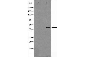 Western blot analysis on HuvEc cell lysate using Maf Antibody,The lane on the left is treated with the antigen-specific peptide. (MAF anticorps  (C-Term))