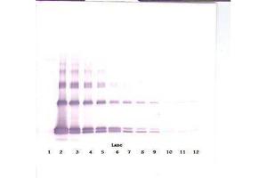 Image no. 4 for anti-Interleukin 33 (IL33) antibody (ABIN465633) (IL-33 anticorps)