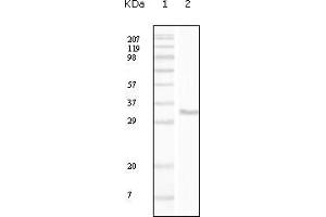 Western blot analysis using CD34 mouse mAb against truncated CD34 recombinant protein. (CD34 anticorps)