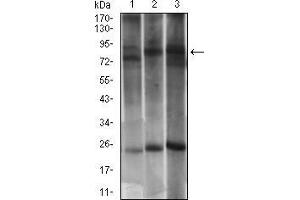 Western blot analysis using DNM1L mouse mAb against PC-12 (1), LNCAP (2) and NIH/3T3 (3) cell lysate. (Dynamin 1-Like anticorps  (AA 69-213))