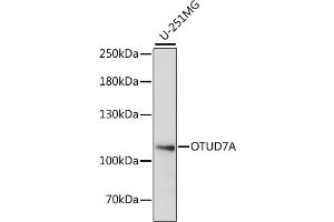 Western blot analysis of extracts of U-251MG cells, using OTUD7A antibody (ABIN6290235) at 1:1000 dilution. (OTUD7A anticorps)