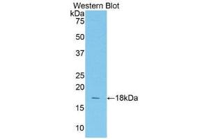 Western Blotting (WB) image for anti-Transcription Factor 20 (TCF20) (AA 1656-1792) antibody (ABIN1860688) (TCF20 anticorps  (AA 1656-1792))