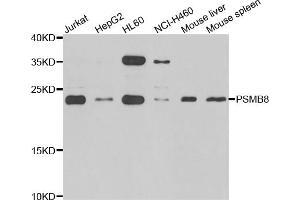 Western blot analysis of extracts of various cell lines, using PSMB8 antibody (ABIN5975113) at 1/1000 dilution.