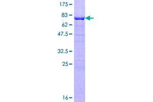 Image no. 1 for Inositol Polyphosphate-5-Phosphatase, 40kDa (INPP5A) (AA 1-412) protein (GST tag) (ABIN1307951)