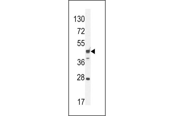 RILPL1 anticorps  (C-Term)