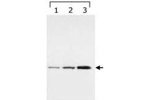 Western blot analysis of YWHAG in HeLa cell lysate (Lane1), and bengamide treated lysates (Lane 2 and 4, for 8h and 24h, respectively) with YWHAG monoclonal antibody, clone HS23 . (14-3-3 gamma anticorps)